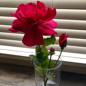 Meet your Posher, Carly